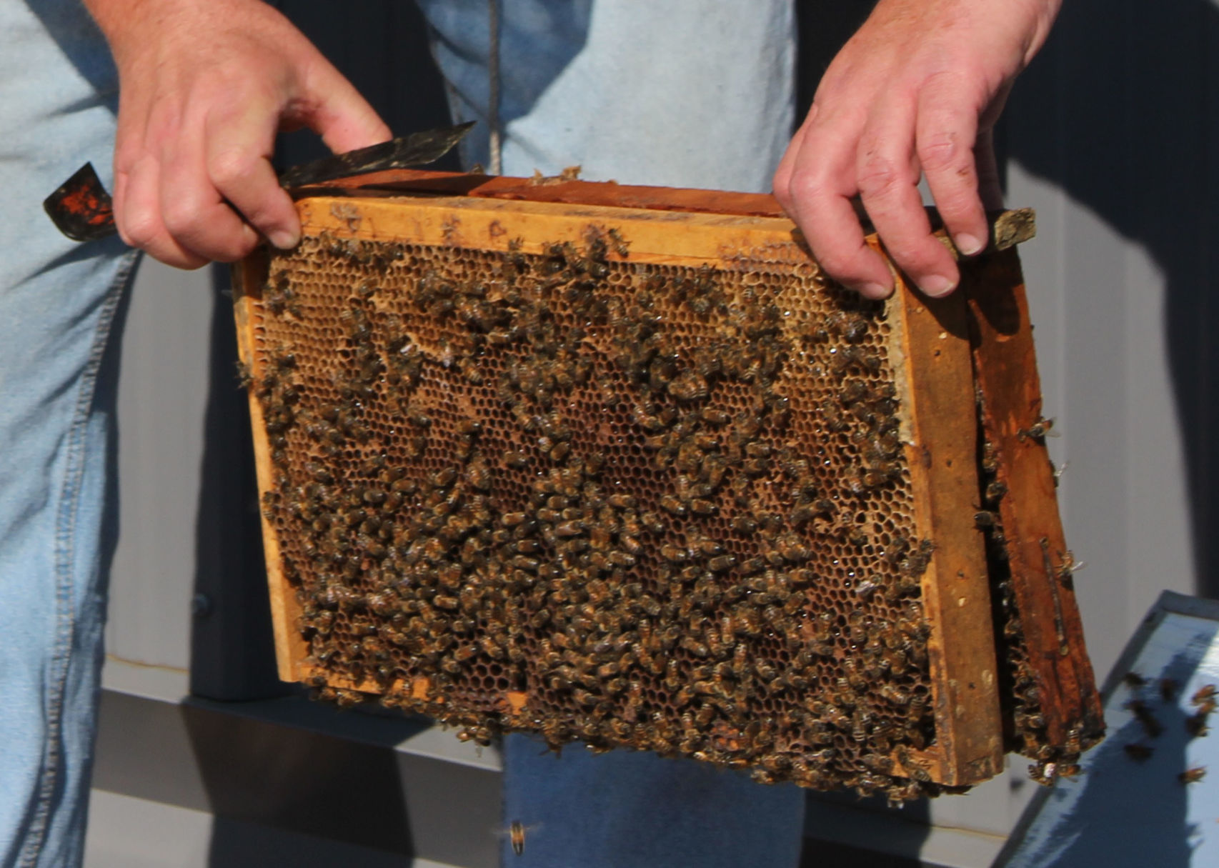 Bee Keeping 02